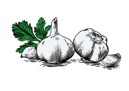 Drawing of two gralic's head, two garlic's cloves and fresh green parsleyのイラスト素材
