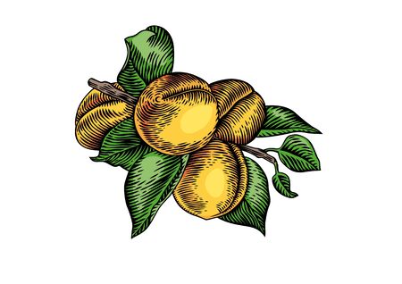Drawing of branch of apricot with fruit and leavesのイラスト素材
