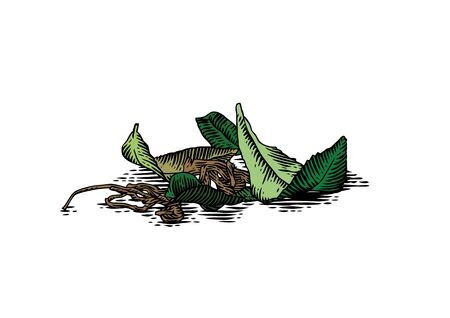 Drawing of handful of fresh and dried leaves of teaのイラスト素材