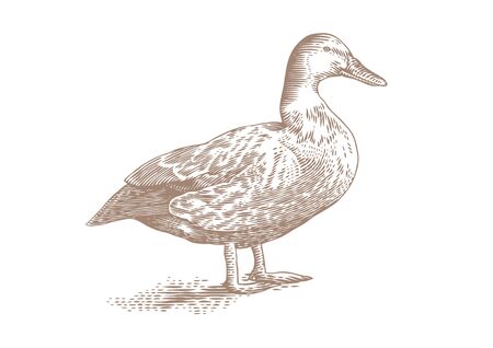 Isolated gray duck on the white backgroundのイラスト素材