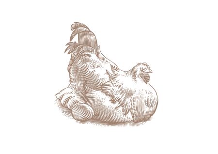 Drawing of white chicken hen sitting on eggsのイラスト素材