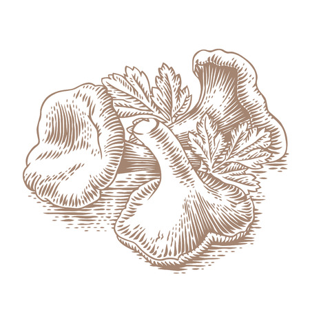 Heap of chanterelles with fresh green parsleyのイラスト素材
