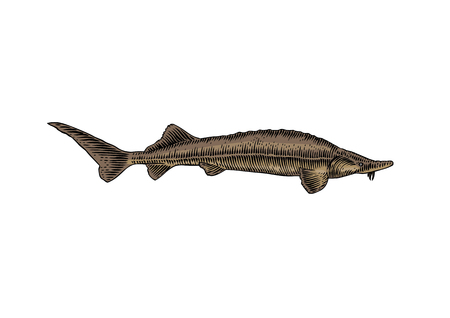 Drawing of isolated live sturgeon fish on the whiteのイラスト素材
