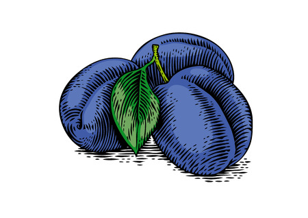 Drawing of fresh blue plums on the white backgroundのイラスト素材