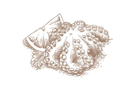 Drawing of octopus with fresh lemon and leaf of parsleyのイラスト素材