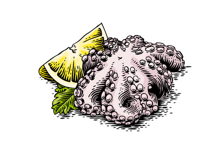Drawing of octopus with fresh lemon and leaf of parsleyのイラスト素材