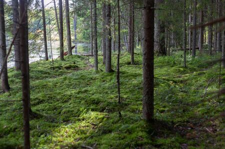 Summer green pine forest nearby the river