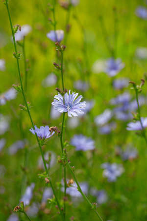 Chicory flowers on the green summer meadow