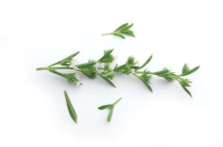 Branch of thyme with flowerの写真素材