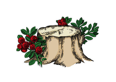 Isolated cowberry bushes on the stumpのイラスト素材