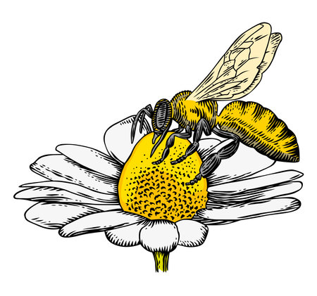Bee on a daisy flowerのイラスト素材