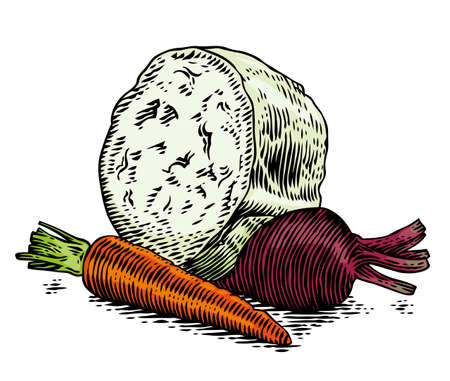 Drawing of set of vegetables for cooking borschのイラスト素材
