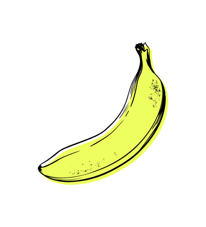 Vector hand drawn banana. Tropical summer fruit engraved style illustration.のイラスト素材