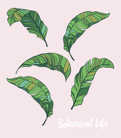 Tropical leaves vector setのイラスト素材