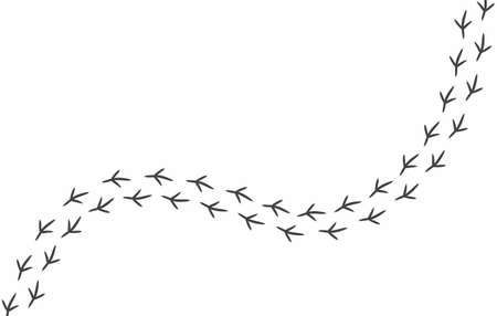 Footprints of birds. Vector paw prints of a pigeon isolated on a white background. Black legs extending beyond the borders of the picture. Wallpaper for bird loversのイラスト素材