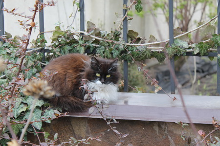 Catの写真素材