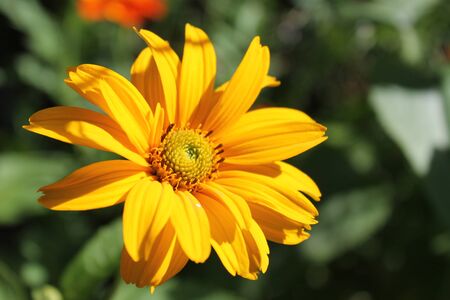 Yellow Daisyの写真素材