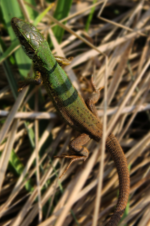Little Lizardの写真素材