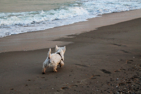Dogの写真素材
