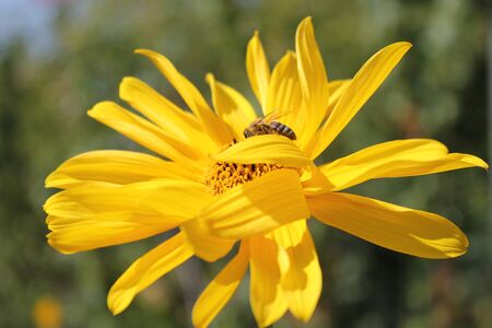 Daisyの写真素材