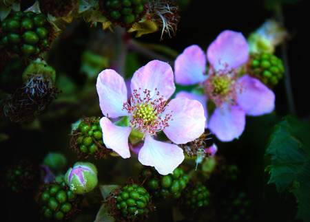 blackberryの写真素材