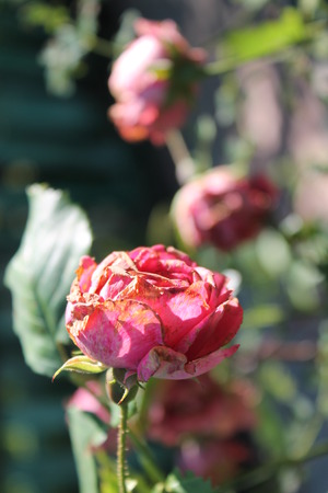 rosesの写真素材