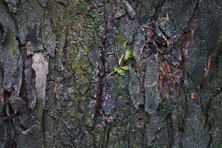 Wood Texture 13の写真素材