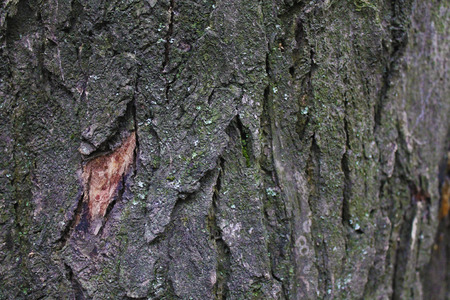 Wood Texture 12の写真素材