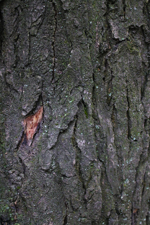 Wood Texture 11の写真素材