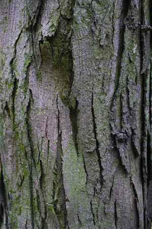 Wood Texture 10の写真素材