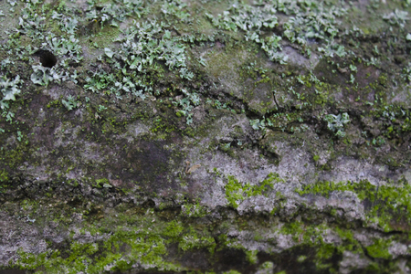 Wood Texture 8の写真素材
