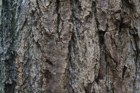Wood Texture 4の写真素材