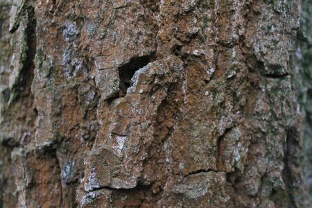 Wood Texture 1の写真素材