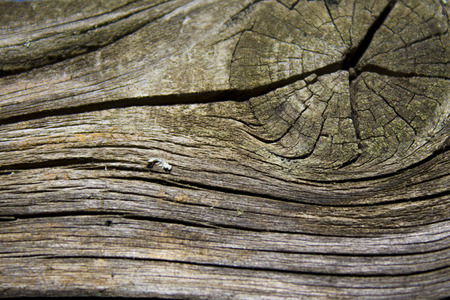 Wood Texture 14