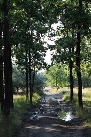 woodの写真素材