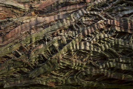 wood textureの写真素材