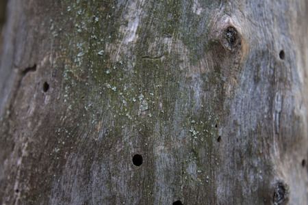 wood textureの写真素材