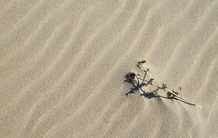 sand backgroundの写真素材