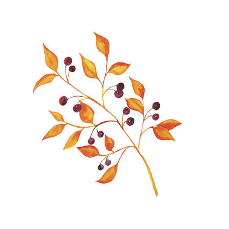 Abstract autumn branch isolated on white background. Hand drawn watercolor illustration.のイラスト素材