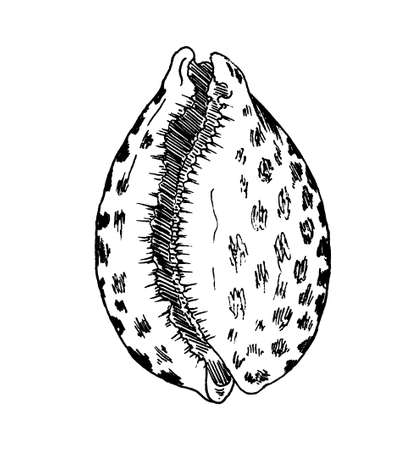 Seashell drawn by linear, hand drawn vector illustrationのイラスト素材
