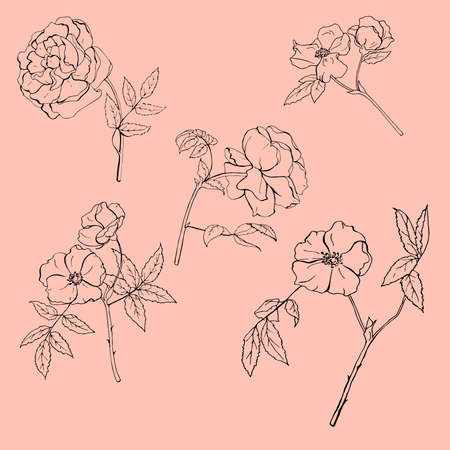 Set of silhouettes of wild rose flowers. Hand drawn vector illustration.のイラスト素材