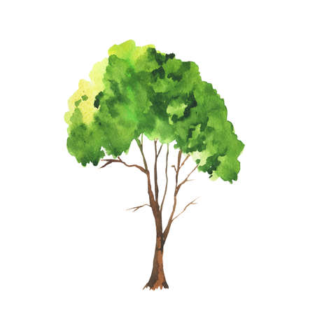 Green watercolor doodle tree isolated on white background. Hand drawn vector illustration.のイラスト素材
