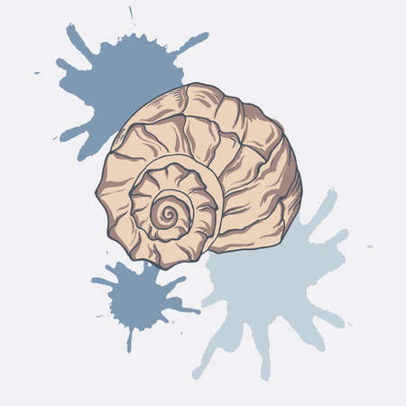 Beige seashell on a pastel blue background with abstract backdrops. Hand drawn vector illustration.のイラスト素材