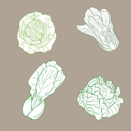 Set of pak choi, cauliflower and savoy cabbage on pastel brown background. Hand drawn vector illustration.のイラスト素材