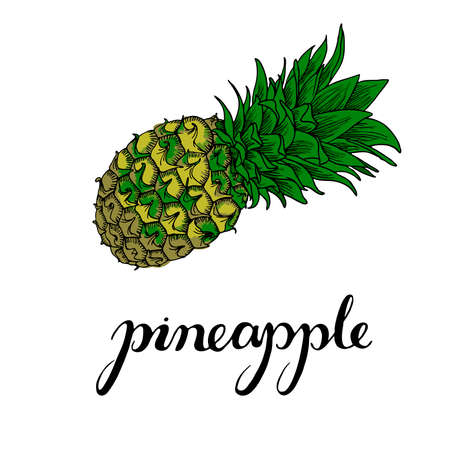 Cartoon pineapple with hand lettering isolated on white background. Hand drawn vector illustration.のイラスト素材