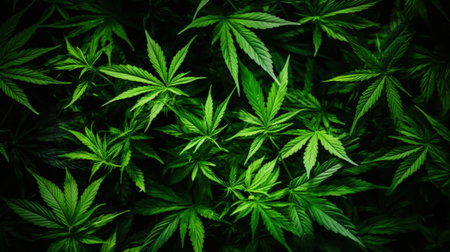 Top view of cannabis sativa branches with leaves patchwork. Medical marijuana concept background. Generative AI.の素材