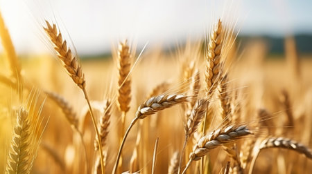 Close up of ripe golden wheat ears, field of wheat in a summer day, sun flare. Harvesting period. Generative AI.の素材
