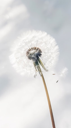 Detailed macro shot of single dandelion with seeds on white background with sun rays. Aesthetic concept. Generative AI.の素材