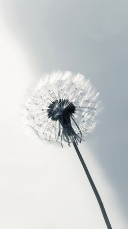 Detailed macro shot of single dandelion with seeds on white background with sun rays. Aesthetic concept. Generative AI.の素材