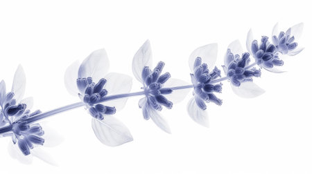 Aesthetic botanical x-ray of lavender. Harmonious forms. Minimalism concept. Light color palette. Generative AI.の素材